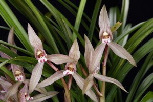 Cymbidium tortisepalum var. longibracteatum Vineland's Pink HCC/AOS 76 pts. Inflorescence